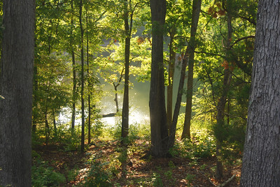 photo of a shady forest looking out onto sunlit water view
