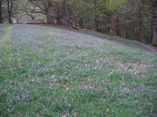 Bluebells in Open Glade, just before Monmouthshire and Brecon Canal SWC Walk 332 Llangynidr to Bwlch or Circular