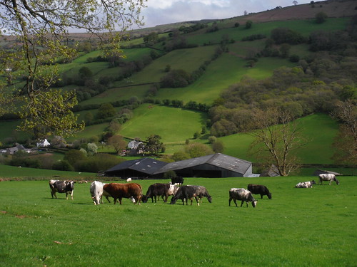 Cattle in Pasture, Dyffryn Crawnon SWC Walk 332 Llangynidr to Bwlch or Circular