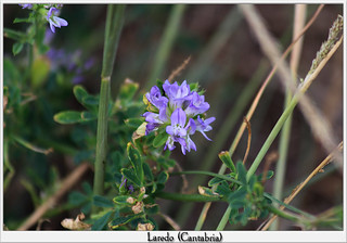 planta en pradera litoral: Medicago sativa, alfalfa | Flickr