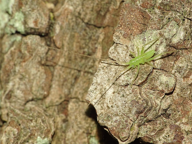 Oak Bush-cricket (Meconema thalassinum), nymph