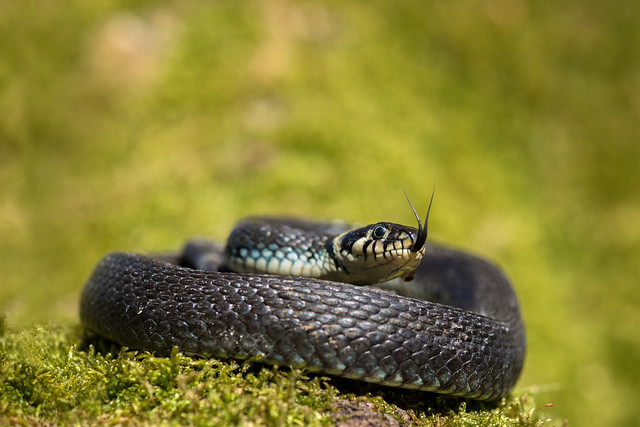 European Grass Snake ( Natrix Natrix ).
