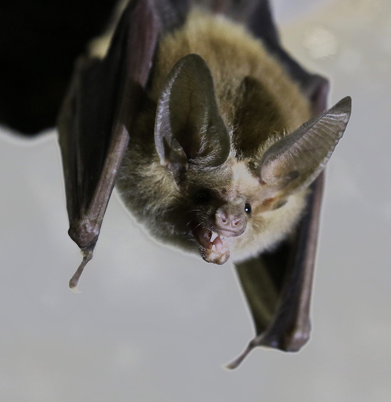 Waterhouse's leaf-nosed Bat, Macrotus waterhousii Ascanio_Cuba 2 199A1890