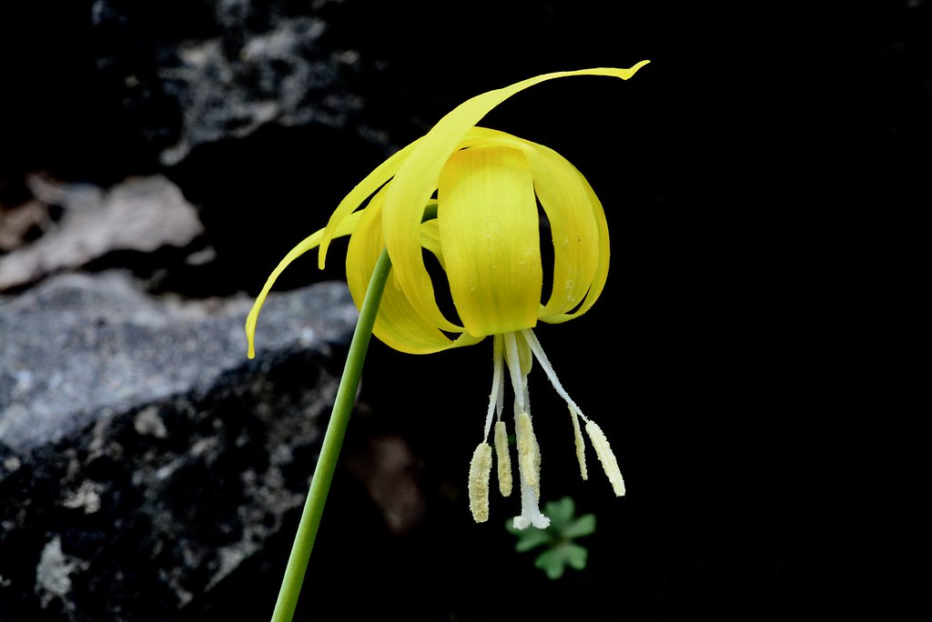 Glacier Lily