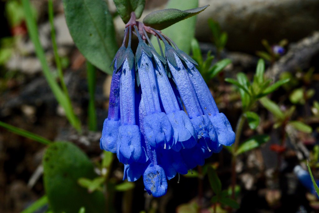 Small Bluebells