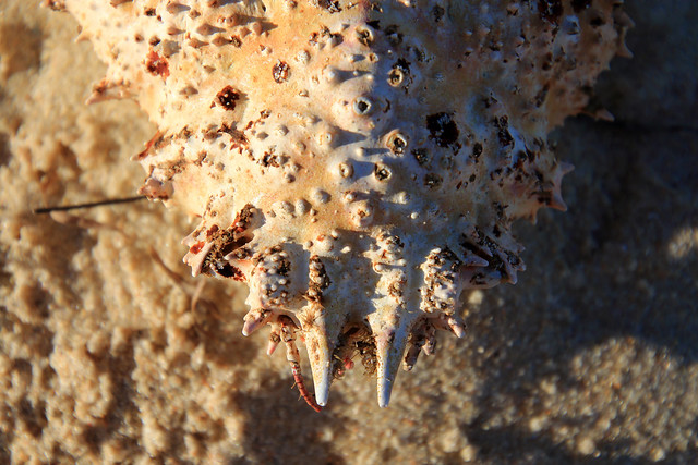 Detail of shell of Giant Spider Crab