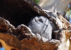 Owlet-Nightjar (Aegotheles cristatas)