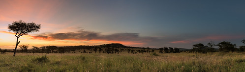 Serengeti Sunset by Keith - Glasgow, <a href="http://www.keithmuirphoto.co.uk" rel="noreferrer nofollow">www.keithmuirphoto.co.uk</a>afri