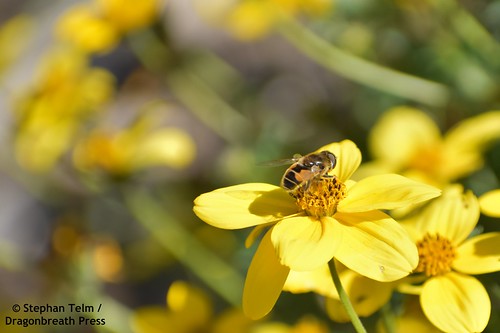 DSC_1695_Hoverfly