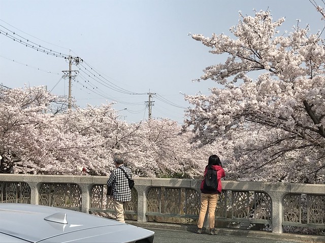 yamazaki river cherry blossom