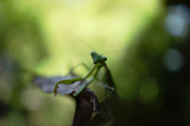 Hello mantis