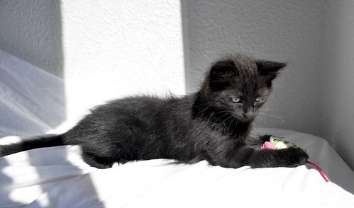 Yoel, gatito monisimo pelo semilargo negro esterilizado, nacido en Febrero´19, en adopción. Valencia. ADOPTADO. 40756184573_d12929c32c