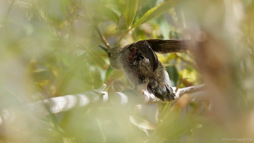 chick fledged hbnest201901 hummingbird nest costashummingbird calyptecostae