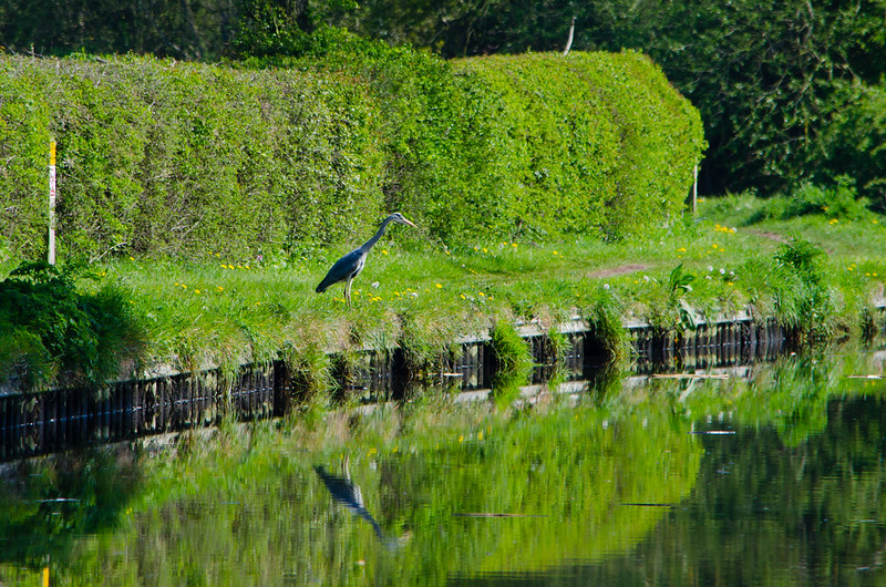 Flying off, towpath heron