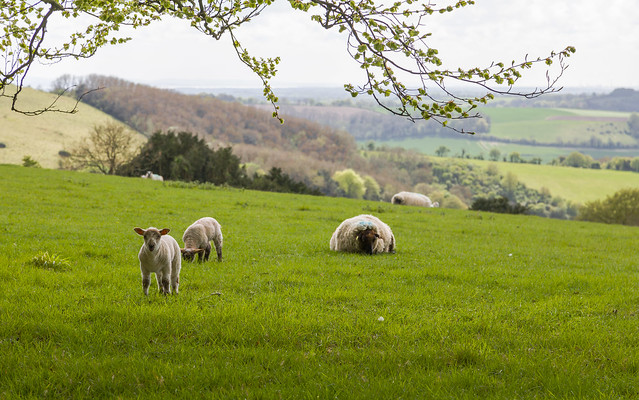 Meon Valley Sheep and Lambs