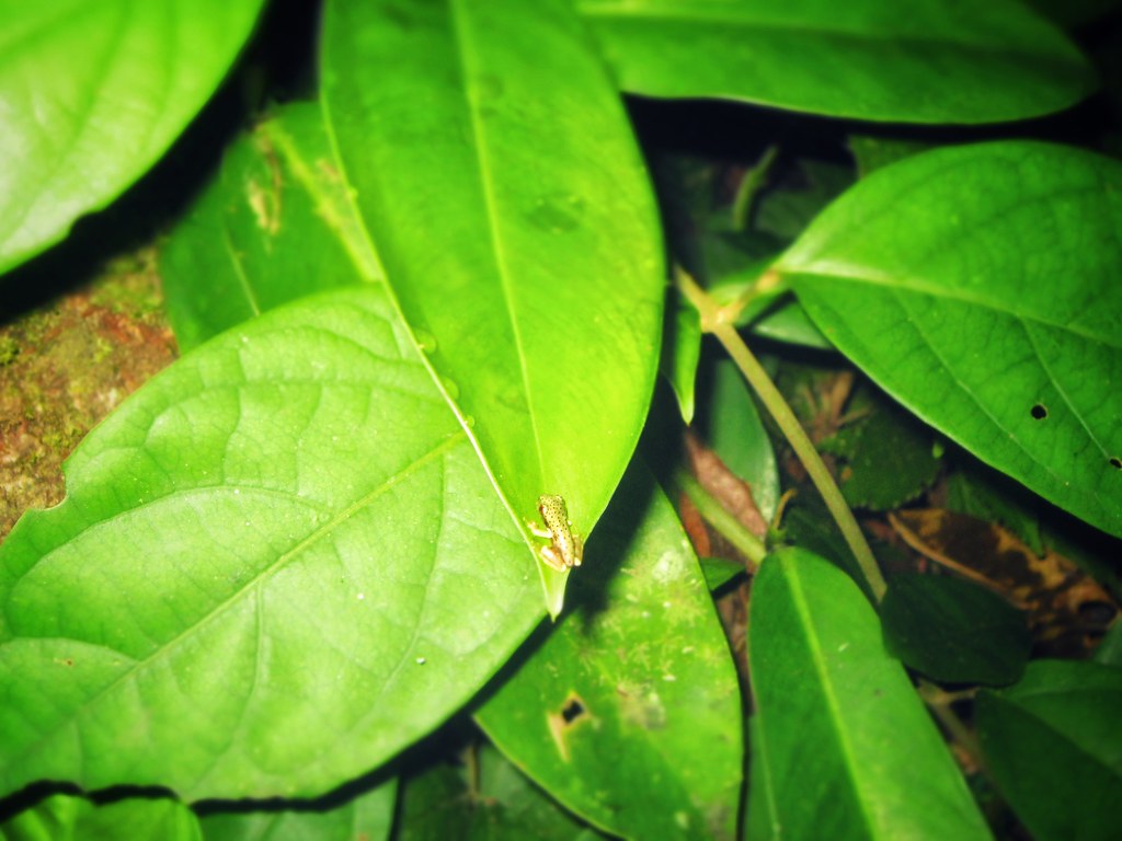 A tiny frog in the Ecuador Amazon jungle