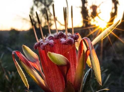 flower wildflower mountaindevil lambertiaformosa sunset macro manlydam