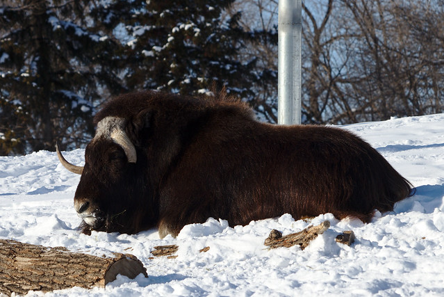 Muskox