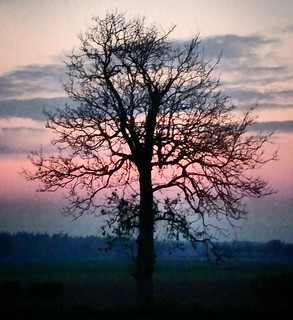 #tree at #sunset #nature #colours #Spring #Scotland #Perth