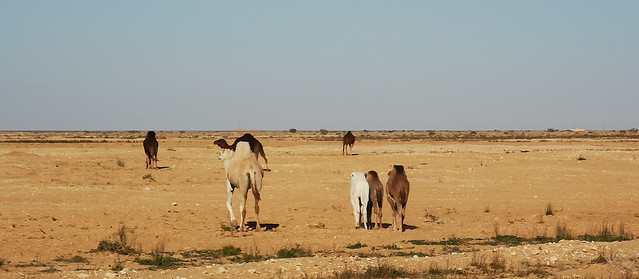 dromedarios en desierto Oung El Djemel de Tozeur a Chebika Tunez 04
