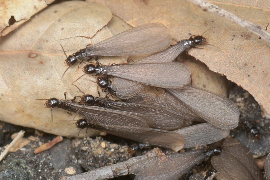 Mating swarm of winged (alate) Termites (order Isoptera)