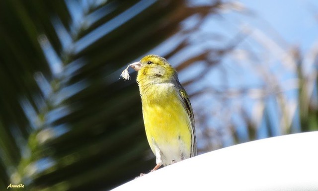 Attentive canary !