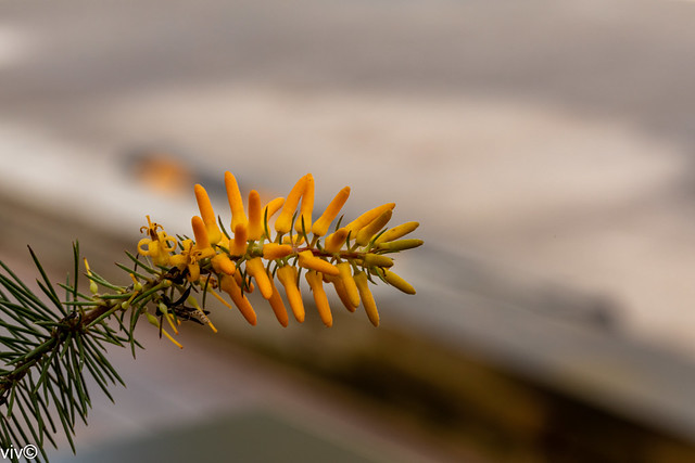 Yellow Pine-leaved Geebung flowers