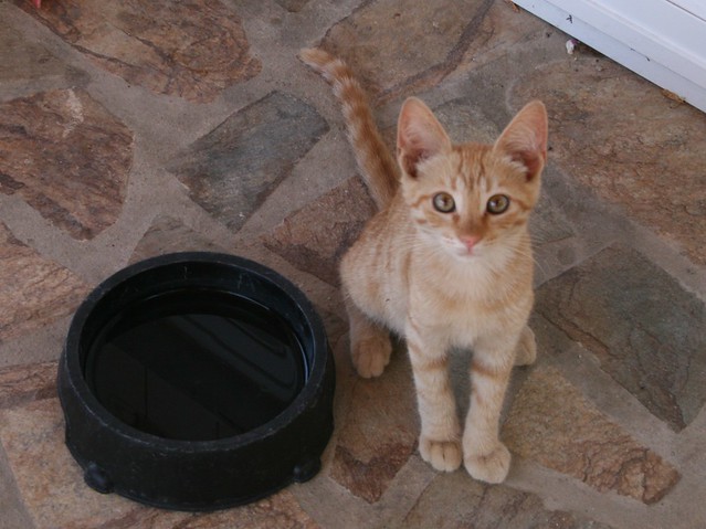 A cat that regularly visited our apartment in Paphos, CYPRUS 20130807 (2)