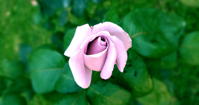 2019101-violet rose