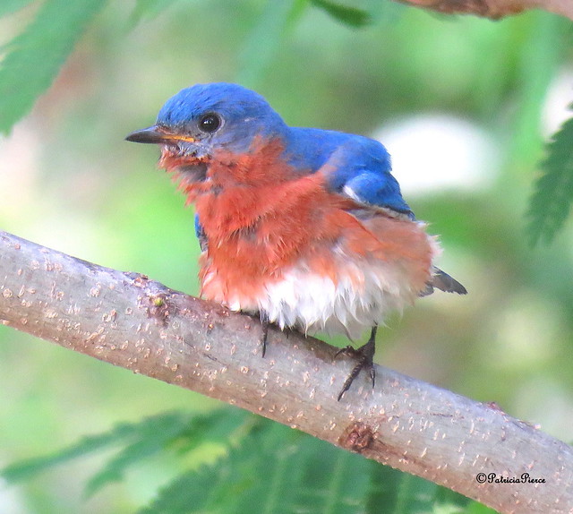 male bluebird2