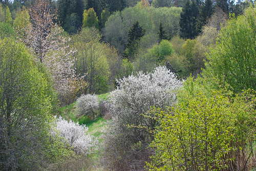 vår primavera paisaje plantas plants trees träd växter blommor uppland uppsala countryside campo landscape landskap light luz ljus tree sverige suecia sweden ricardofeinstein blossoms