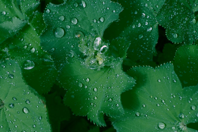 Frauenmantel (Alchemilla L.) im Regen