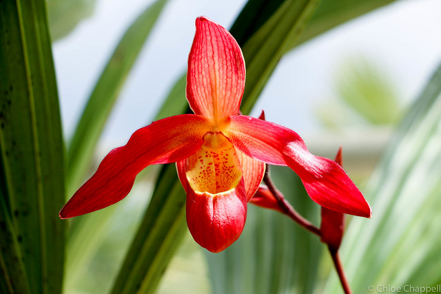 Bright and bold orchid