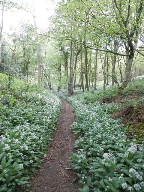 Ramsons Wye Circular Wild Garlic The wood at point 18 (other side of the hill with the crown)