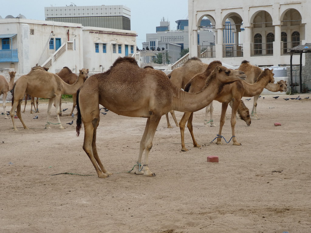 The Camel Souq, Doha