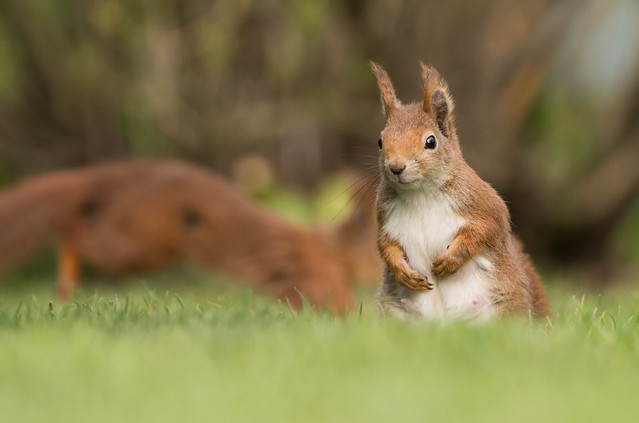 Female Red Squirrel