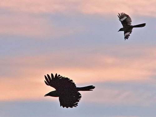 Fish Crow and Northern Mockingbird 01-20190506