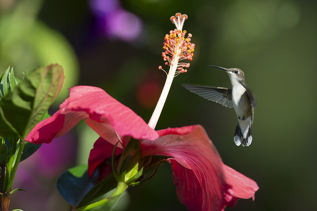 Hibiscus and Hummingbird_DSC0594