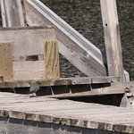 American Dipper on Boat Dock