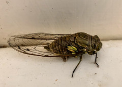 Cicada (Id?)