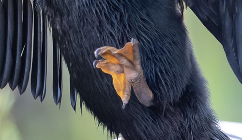 "Totipalmate" foot: all four of an Anhinga's toes are webbed.