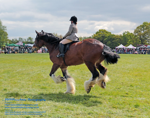 The SESHA Heavy Horse & Country Show 5th May 2019  Full Photo Set Can Be Found At https://piccaddophotography.co.uk/heavy-horse-show-2019