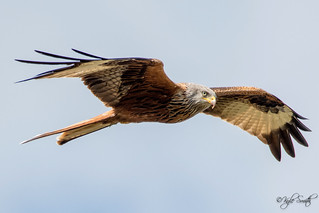 Red kite