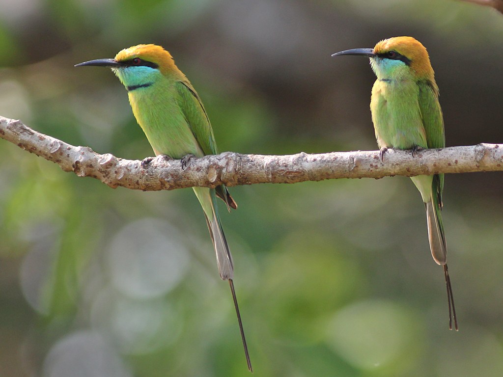 Green Bee-Eater Pair