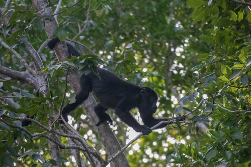 climbing trees leaves green branches animal black monkey fur tail arms legs rainforest calakmul reserve wildlife nature fauna campeche mexico el hormiguero