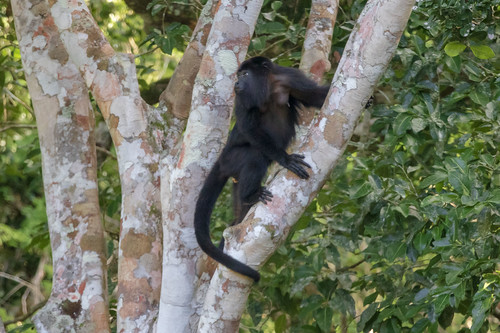 tree leaves branches monkey mammal tail face eyes arms black wildlife nature fauna animal calakmul reserve el hormiguero campeche mexico climbing fur