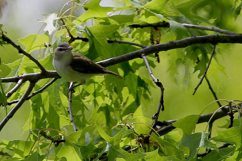 red-eyed vireo2