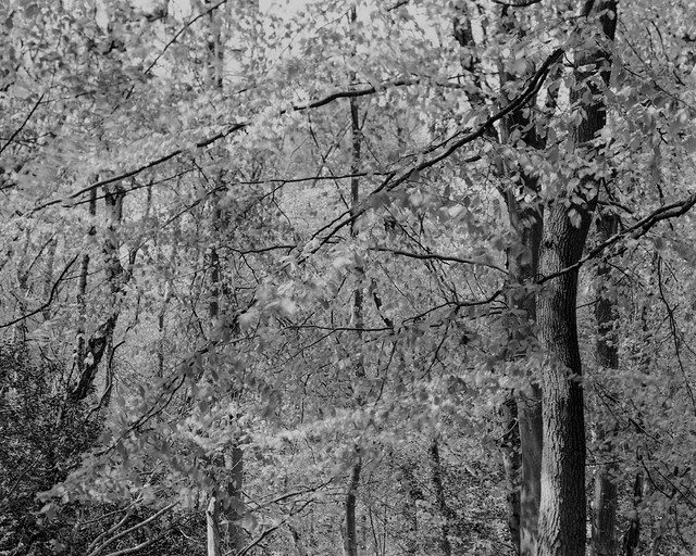 Hyons Wood, Walker Titan SF with Rodenstock Geronar 300mm, 1/2 sec @ f45, Hp5+ in Ultrafin
