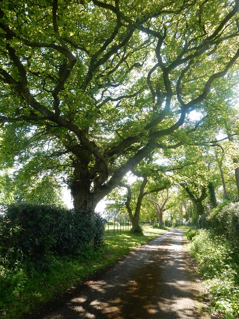 Line of oaks Aldermaston to Woolhampton