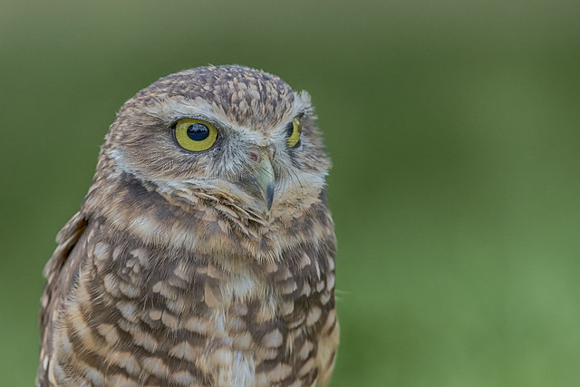 Burrowing Owl ©